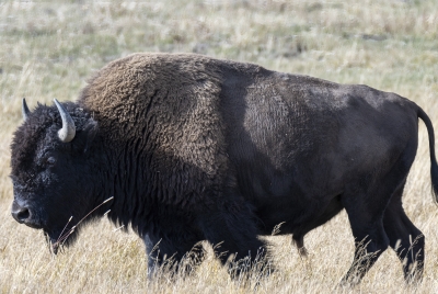 Buffalo Yellowstone NP Sept 2024